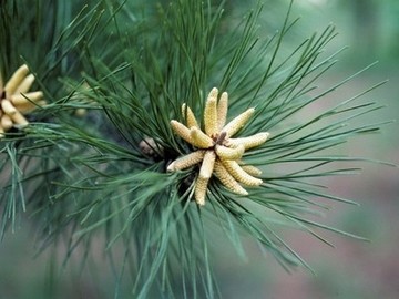 Natural Regeneration-2-Harry Cliffe-Bexar County TX-Lady Bird Johnson Wildflower Ctr.JPG