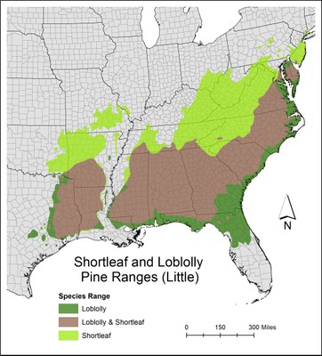 Pine Ranges