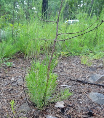 18-Shortleaf-seedling-regeneration-Ouachita,Scott,AR--(4).jpg 18-Shortleaf-seedling-regeneration-Ouachita,Scott,AR--(4).jpg