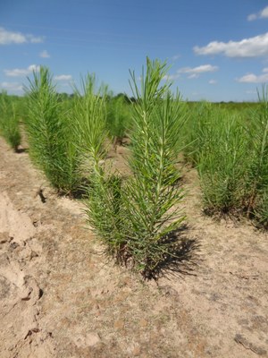 1 - Shortleaf seedlings - AFC Baucum Nursery, Pulaski, AR (9)