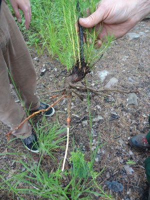 13 - Shortleaf pine seedling crook - Ouachita, Scott, AR (4)