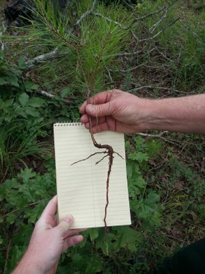 13 - Shortleaf pine seedling crook - Ouachita, Scott, AR (5)