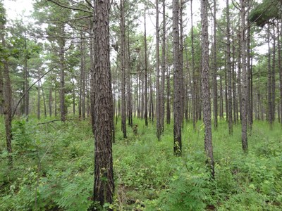 17 - Coppice or resprout stand - Ouachita, Scott, AR (2)