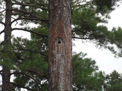 26 - Red cockaded woodpecker nest box, artificial nest box - Ouachita, AR