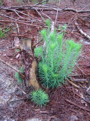 33 - Shortleaf pine sprout - NJ (2)