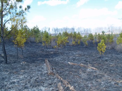 Bridgestone WMA - post fire - TN - Clarence Coffey (1)