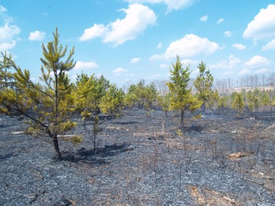 Bridgestone WMA - post fire - TN - Clarence Coffey (2)