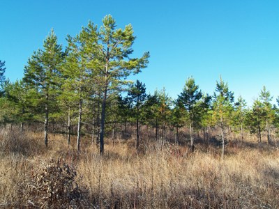 Catoosa WMA - TN - Grasses and Forbs (55)