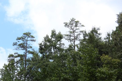 Diseased shortleaf pine (3)