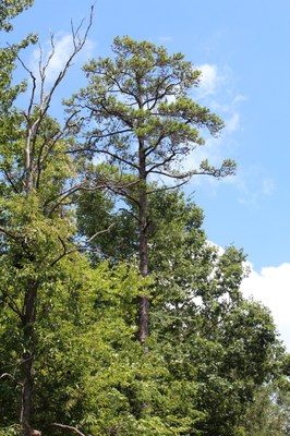 Diseased shortleaf pine (7)