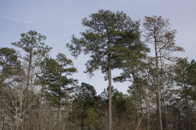 Georgia Botanical Gardens - Holly Campbell (4)