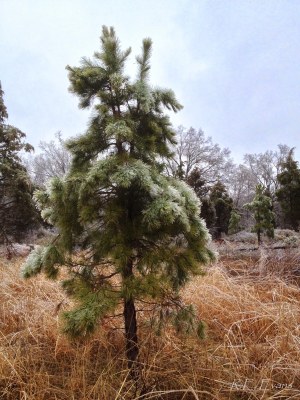 ice on shortleaf - rob evans - NC