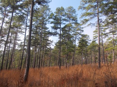 Ouachita Nat. Forest - AR - Clarence Coffey - 2013 (8)