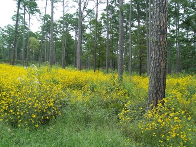 Ozarks Nat. Forest - MO (1)