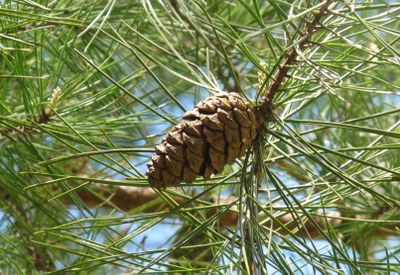 Shortleaf needles - Bill Pickens