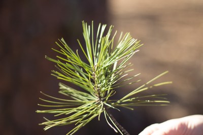 Shortleaf needles - UGA Cemetery - Megan_Robertson (16)