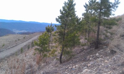 Shortleaf on mine reclamation site - TN - Jennifer Franklin