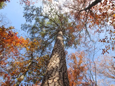 Shortleaf pine in GA - Holly Campbell(1)