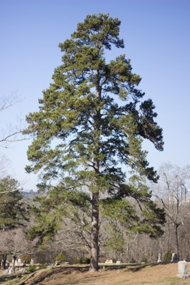 Shortleaf pine - UGA Cemetery - Megan_Robertson (48)