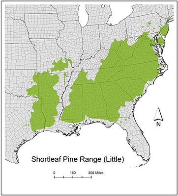 Shortleaf Pine Range