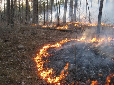 prescribed fire